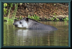 Flachlandtapir (Tapirus terrestris)