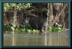 Flachlandtapir (Tapirus terrestris)