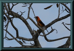 Orangerückentrupial (Icterus croconotus)