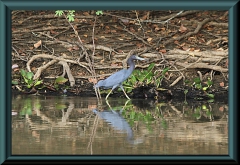 Blaureiher (Egretta caerulea)