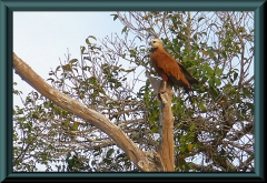 Fischbussard (Busarellus nigricollis)