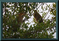 Tigerreiher / Streifenreiher (Tigrisoma fasciatum)