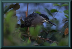 Magrovereiher (Butorides striata)