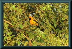 Orangerückentrupial (Icterus croconotus)