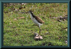 Stelzenläufer (Himatopus himantopus)