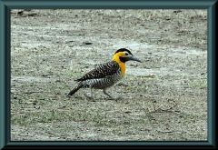 Feldspecht (Colaptes campestris)