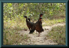 Rotbrustguan (Penelope ochrogaster)