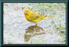 Safranammer (Sicalis flaveola)