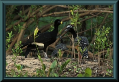 Nacktgesichthokko (Crax fasciolata)