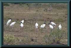 Waldstorch (Mycteria americana)