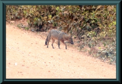 Brasilien_2013_15105