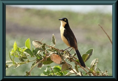 Brasilien_2013_15114