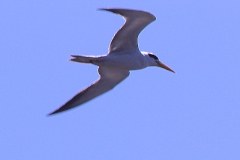 Aztekenmöwe (Leucophaeus atricilla)