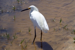 Kuhreiher (Bubulcus ibis)