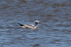 Aztekenmöwe (Leucophaeus atricilla)