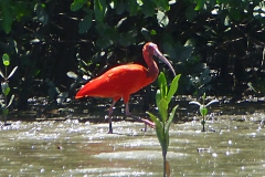 Scharlachsichler / Roter Ibis (Eudocimus ruber)