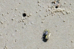 Am Strand bei Pontal