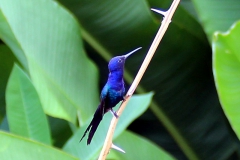 Blauer Gabelschwanzkolibri (Eupetomena macroura)