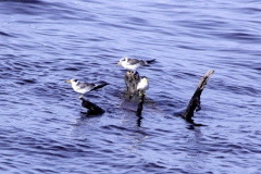 Großschnabel-Seeschwalbe (Phaetusa simplex)