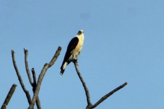 Gelbkopf Karakara (Milvago chimachima)