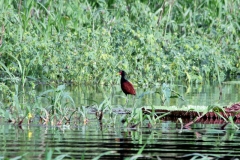 Rotstirn-Blatthühnchen (Jacana jacana)