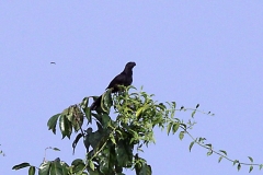 Glattschnabelani (Crotophaga ani)