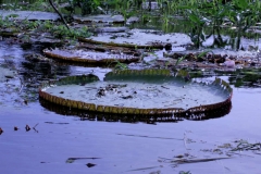 Victoria amazonica