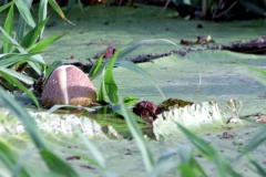 Victoria amazonica - neue Blüte