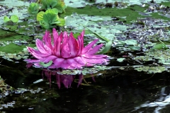 Victoria amazonica - Blüte am zweiten Tag