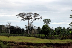 Ceiba - ein Urwaldriese