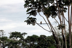 Am Rio Solimões