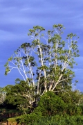 Cecropia - Ameisenbaum