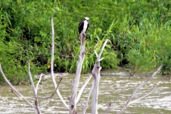 Fischadler (Pandion haliaetus)