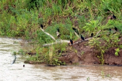 Am Rio Solimões