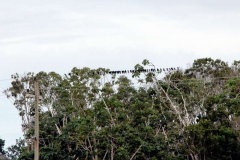 Am Rio Solimões