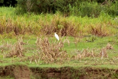 Am Rio Solimões