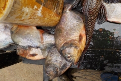 Piranhas (Pygocentrus nattereri)