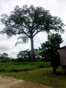 Ceiba