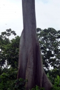 Brettwurzeln des Ceiba