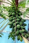 Papaya