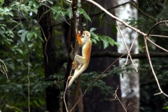 Totenkopfäffchen (Saimiri cassiquiarensis?)