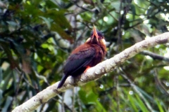 Kastanienglanzvogel (Galbalcyrhynchus leucotis)