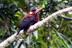 Kastanienglanzvogel (Galbalcyrhynchus leucotis)