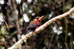 Kastanienglanzvogel (Galbalcyrhynchus leucotis)