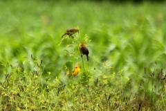 Safranammer (Sicalis flaveola)