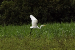 Silberreiher (Ardea alba)