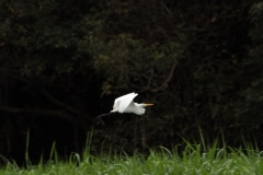 Silberreiher (Ardea alba)