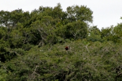 Roter Brüllaffe (Alouatta seniculus)