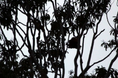 Wo ist er denn? Hoatzin (Opisthocomus hoazin)