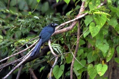 Glattschnabelani (Crotophaga ani)